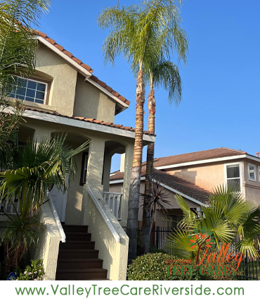 Tree trimming service in Riverside