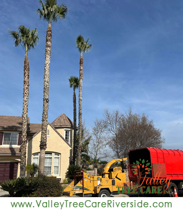 Tree trimming service in Riverside