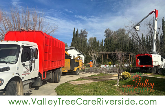 Tree trimming service in Riverside