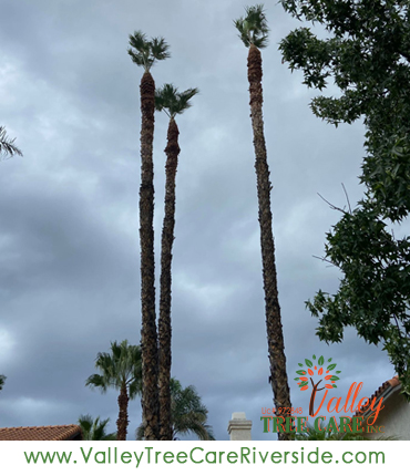 Tree trimming service in Riverside