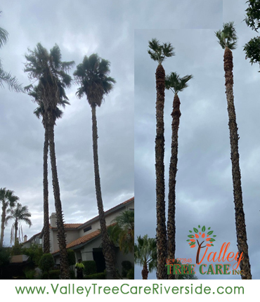 Tree trimming service in Riverside