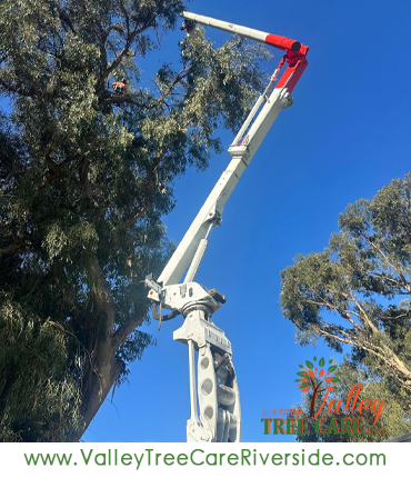 Tree trimming service in Riverside