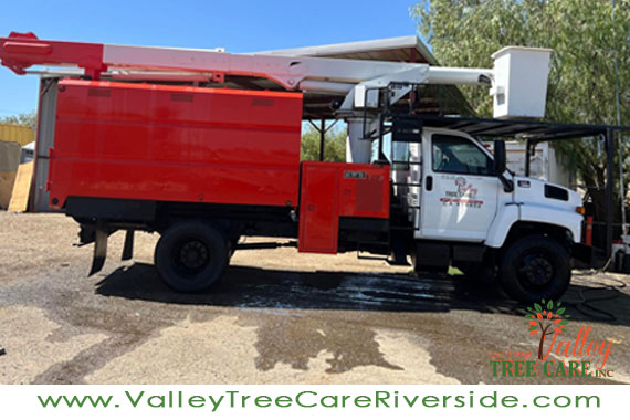 valley tree care services in riverside ca palm stump removal 24 hour service