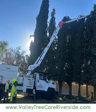 valley tree care services in riverside ca palm stump trash removal 24 hour service
