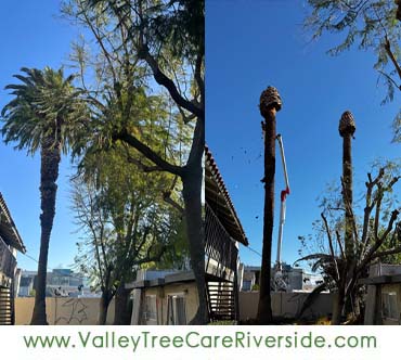 valley tree care services in riverside ca palm stump trash removal 24 hour service