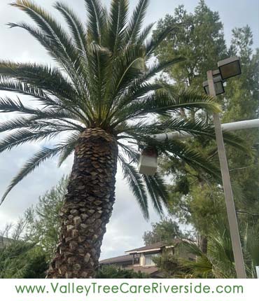 valley tree care services in riverside ca palm stump trash removal 24 hour service