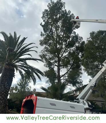 valley tree care services in riverside ca palm stump trash removal 24 hour service
