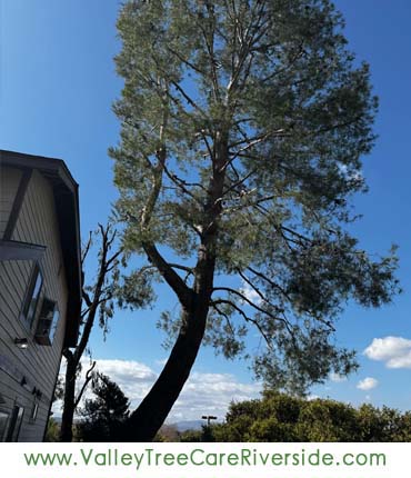 valley tree care services in riverside ca palm stump trash removal 24 hour service