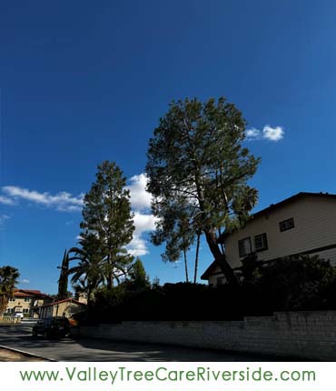 valley tree care services in riverside ca palm stump trash removal 24 hour service