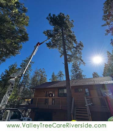 valley tree care services in riverside ca palm stump trash removal 24 hour service