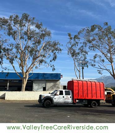 valley tree care services in riverside ca palm stump trash removal 24 hour service