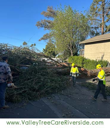valley tree care services in riverside ca palm stump trash removal 24 hour service