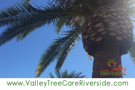 valley tree care services in riverside ca palm stump removal 24 hour service