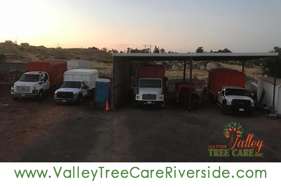 valley tree care services in riverside ca palm stump removal 24 hour service