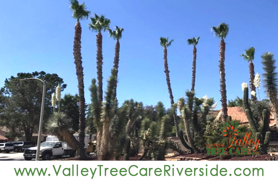 valley tree care services in riverside ca palm stump removal 24 hour service