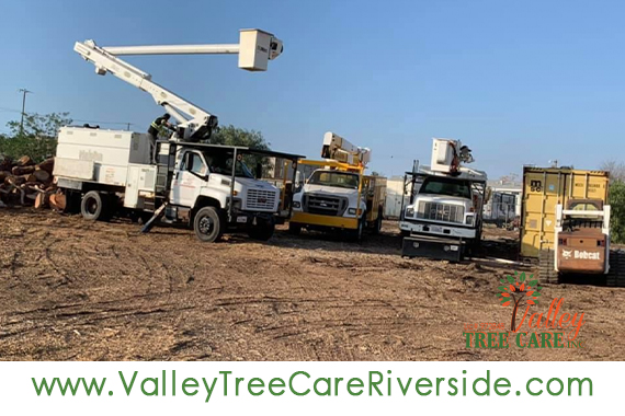 valley tree care services in riverside ca palm stump removal 24 hour service
