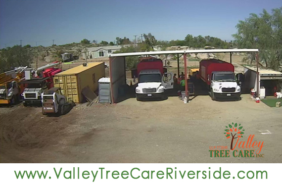 valley tree care services in riverside ca palm stump removal 24 hour service