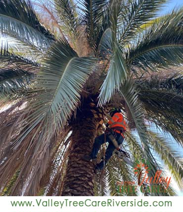 valley tree care services in riverside ca palm stump removal 24 hour service