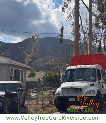 valley tree care services in riverside ca palm stump removal 24 hour service