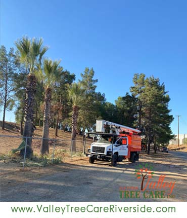 valley tree care services in riverside ca palm stump removal 24 hour service