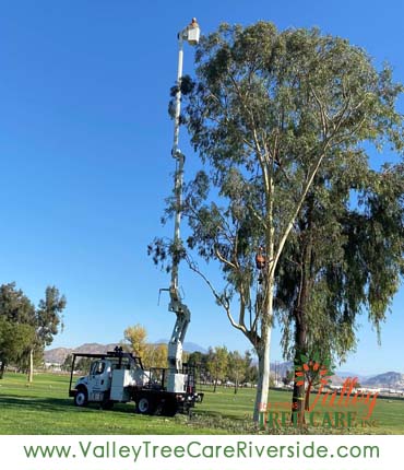 valley tree care services in riverside ca palm stump removal 24 hour service