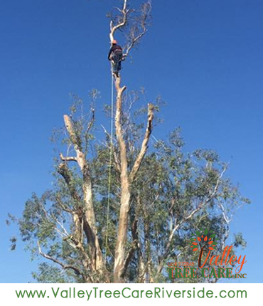 valley tree care services in riverside ca palm stump removal 24 hour service