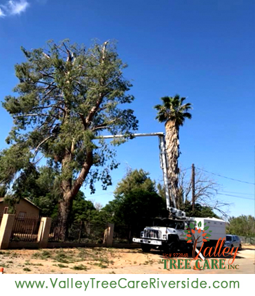 valley tree care services in riverside ca palm stump removal 24 hour service