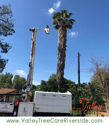 valley tree care services in riverside ca palm stump removal 24 hour service