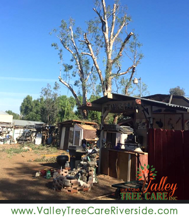 valley tree care services in riverside ca palm stump removal 24 hour service
