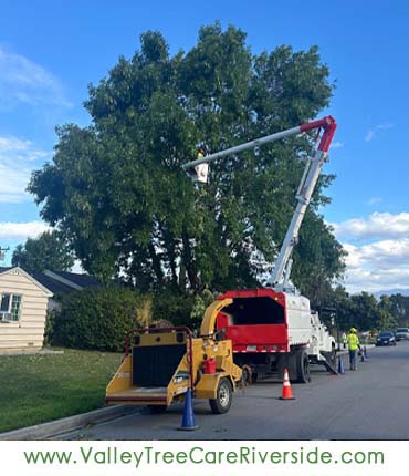 valley tree care services in riverside ca palm stump trash removal 24 hour service