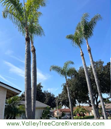valley tree care services in riverside ca palm stump trash removal 24 hour service
