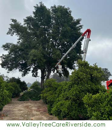 valley tree care services in riverside ca palm stump trash removal 24 hour service