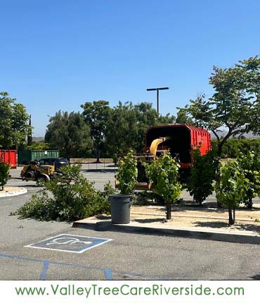 valley tree care services in riverside ca palm stump trash removal 24 hour service