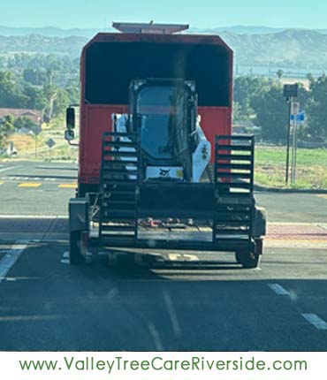 valley tree care services in riverside ca palm stump trash removal 24 hour service