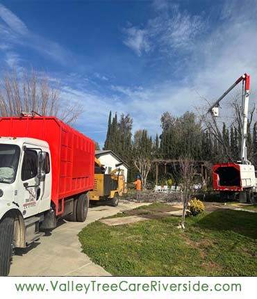 valley tree care services in riverside ca palm stump trash removal 24 hour service