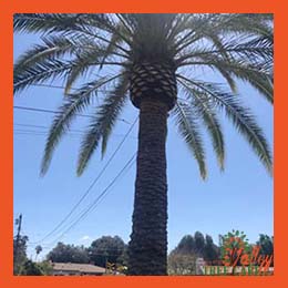 Qualified tree trimming staff Riverside