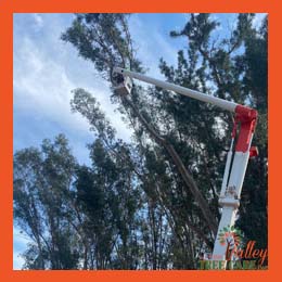 Professional palm tree care