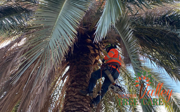 Valley Tree Care Riverside Tree Trimming palm