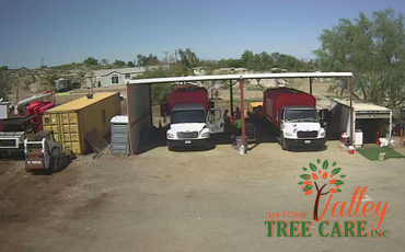 Valley Tree Care Riverside Tree Trimming palm
